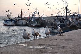 Bernhard Saalfeld - Moeven im Hafen von Essaouira